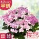 | скидка за ранний заказ | День матери подарок гортензия .. Akira . розовый 5 номер горшок бесплатная доставка День матери подарок цветок растение в горшке .... фиолетовый . цветок Япония цветок ki Ryuutsu 