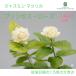  жасмин рассада . -слойный .. большой колесо matsu licca Princess rose 9cm pot .. цветок роза ... -слойный трава рассада Herb exp