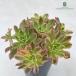  суккулентное растение caaeonium bronze медаль . суккулентное растение сладкий чай .aeonium7.5cm pot pic