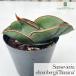  декоративное растение сансевиерия e- Len Belgium banana 9cm pot бесплатная доставка декоративное растение маленький размер маленький салон подарок подарок интерьер модный 