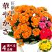  предварительный заказ распродажа можно выбрать каланхое Queen rose . -слойный ..4 товар вид 5 номер горшок бесплатная доставка подарок подарок растение в горшке цветочный горшок kyk 11 месяц последняя декада после отправка 