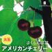  предварительный заказ распродажа вишня рассада american Cherry 13.5cm pot бесплатная доставка sa Clan bo саженец садовое дерево фруктовое дерево рассада контактный дерево рассада iba 11 месяц сверху . после отправка 