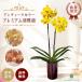  предварительный заказ распродажа можно выбрать premium . бабочка орхидея ranto L 3.5 номер горшок бесплатная доставка . название . Ran . прямая поставка от производителя midi . бабочка орхидея земля . нет гидропонная культура растение в горшке подарок 10 месяц последняя декада после отправка 