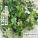  декоративное растение редкий pa-senosi подвеска . ввод shuga- Vine 9cm pot бесплатная доставка ... много год . декоративное растение маленький размер маленький салон подарок подарок интерьер ...