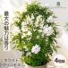 �W���X�~�� �c �z���C�g�v�����Z�X 4���� ���N�Z�C �\�P�C �鐫 �K�[�f�j���O �n�[�u�c Herb