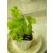  Mitsuba овощи рассада pot рассада стоимость снижение цены есть 