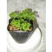  петрушка овощи рассада трава стоимость доставки скидка есть 