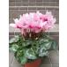  супер-скидка цикламен персидский розовый цветок 6 номер горшок стоимость доставки скидка есть 