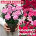  День матери подарок гвоздика... день 2025 этого года новый цвет живые цветы 60 плата 70 плата 80 плата . день указание возможно новый товар вид прямая поставка от производителя premium гвоздика. цветочный горшок 5 номер горшок 