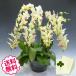 �h�V�̓� �~�j�Ӓ��� �~�f�B �M�t�g �S�[���f���G�C�W 6�{���ȏ� ���j�� �J�X �J�� �J�@ �V�z �ړ] ���z �v�H ���N �a���� �A�C