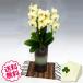 �h�V�̓� �~�j�Ӓ��� �~�f�B �M�t�g �U���c�}�� �u�a�� ������v�i�~���t�j 2�{���ȏ� ���j�� �J�X �J�� �J�@ �V�z �ړ] ���z �a���� �A�C �ސE �җ�