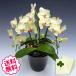 �h�V�̓� �~�j�Ӓ��� �~�f�B �M�t�g �U���c�}�� 3�{���ȏ� ���j�� �J�X �J�� �J�@ �V�z �ړ] ���z �a���� �A�C �ސE �җ�