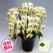 �h�V�̓� �~�j�Ӓ��� �~�f�B �M�t�g �U���c�}�� 6�{���ȏ� ���j�� �J�X �J�� �J�@ �V�z �ړ] ���z �v�H ���N �a���� �A�C