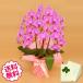 ������ �Ӓ��� �M�t�g ��� �s���N 3�{�� 27�֑O��i�Q�܂ށj ���j�� ���j�� �J�X �J�� �J�@ �V�z �ړ] ���z �a���� �A�C �ސE �җ�j��