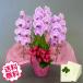 ������ �Ӓ��� �M�t�g ��� �s���N 3�{�� 30�֑O��i�Q�܂ށj ���j�� ���j�� �J�X �J�� �J�@ �V�z �ړ] ���z �a���� �A�C �ސE �җ�j��