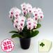 �h�V�̓� �~�j�Ӓ��� �~�f�B �M�t�g �T�N���q�� 5�{���ȏ� ���j�� �J�X �J�� �J�@ �V�z �ړ] ���z �v�H ���N �a���� �A�C