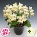 �h�V�̓� �~�j�Ӓ��� �~�f�B �M�t�g �U���c�}�� 5�{���ȏ� ���j�� �J�X �J�� �J�@ �V�z �ړ] ���z �v�H ���N �a���� �A�C
