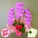 ������ �Ӓ��� �M�t�g ��� �s���N 3�{�� 37�֑O��i�Q�܂ށj ���j�� ���j�� �J�X �J�� �J�@ �V�z �ړ] ���z �a���� �A�C �ސE �җ�j��