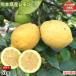  лимон есть перевод местного производства лимон бесплатная доставка 5kg Kumamoto префектура производство . пестициды . коррозия . воск не использование ... зеленый лимон местного производства 