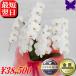 �Ӓ��� ���j�� �J�X�j �ړ]�j �J�Əj ���N�[�|�����s���� ��� �� 5�{���� 46�`50�� �M�t�g �a�����j �A�C�j �ސE �җ� ������ ���� 1