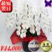�Ӓ��� ���j�� �J�X�j �ړ]�j �J�Əj �A�C�j ���N�[�|�����s���� ��� �� 5�{���� 55�`60�� �|�C���g10�{ �M�t�g �a�����j ������ ���� 1