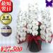�Ӓ��� ���j�� 3�{���� �J�X�j�� ���N�[�|�����s���� �ړ]�j�� �J�Əj ��� �� 36�� �M�t�g �a�����j �A�C�j �ސE �җ� ������ ���� 1