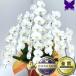 �Ӓ��� ���j�� 6�{���� �|�C���g10�{ ���N�[�|�����s���� �J�X�j �ړ]�j �J�Əj ��� ��6�{ 48�`54�� �a�����j �A�C�j �ސE �җ� ������ ����