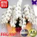 �Ӓ��� ���j�� 7�{���� �|�C���g10�{ ���N�[�|�����s���� �J�X�j �ړ]�j �J�Əj ��� �� 7�{���� 56�`63�� �a�����j �A�C�j �ސE �җ� ������
