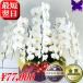 �Ӓ��� ���j�� 8�{���� �|�C���g10�{ ���N�[�|�����s���� �J�X�j �ړ]�j �J�Əj ��� �� 8�{���� 64�`72�� �a�����j �A�C�j �ސE �җ� ������