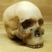  Mini Skull head Halloween украшение Skull фигурка 