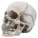  Skull фигурка . съемный талант! medium размер голова крышка . украшение фигурка Skull каркас 