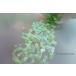 �X�p���R�[�� 4mm ��650��(��2g) �� �}�b�g ���I�[���� ���� (SCC04AYGES00) �֘A�摜4