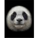 [ Panda. face ] postcard black background 