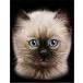 [peru car cat men's short sleeves T-shirt [ car m cat ]] postcard black background 