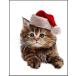 [ кошка *..* Santa Claus * Рождество ] открытка 
