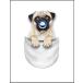 [ карман . входить .. младенец Pug ] открытка 