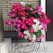 ( бесплатная доставка ) wellcome rose Mini роза. .... lease покрой / мини роза *....* День матери * подарок * подарок 