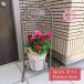( бесплатная доставка ) swing сумка koruda- narrow z Mini роза. ..../ мини роза *....*korudana* День матери * подарок * подарок 