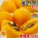  Ehime, Kagawa other production .~. loquat with translation free shipping approximately 1.4kg don't fit .. fruit .. fruit .. thing home use fruits bite direct delivery from producing area 