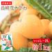  free shipping direct delivery from producing area Nagasaki . tree loquat . tree loquat Nagasaki loquat Nagasaki prefecture Nagasaki prefecture production . tree loquat biwa.. size L ~ 2L approximately 1kg domestic production . home for fruit .. thing with translation 