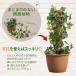 �ϗt�A���̎x�� 2�{�g �Œ�p �R�t�� �R�R���V�@�� �ȒP �A�� �������ނ��� �������� �i�`������ ������� ����� �|�g�X �A�C�r�[ �v�����^�[ �֘A�摜2