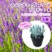 ���x���_�[  �c �O���b�\ �T�� 9cm�|�b�g �c �Ƃɂ�����v�I