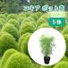 ko Kia 5 АО 10.5cm pot рассада ko Kia ho поплавок gi ho поплавок . ho поплавок gsa... дерево садовое дерево структура . садоводство 