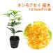  османтус рассада саженец 10.5cm pot высота дерева примерно 20cm