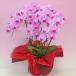 �Ӓ��� BONUS�Ώ�  ���j�� ������ ���֌n�s���N5�{���� ���j�� ������ �ԃM�t�g ���a���� �J�X�j �J�Əj �V�z�j �֘A�摜2