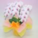 �Ӓ��� BONUS�Ώ�  ���j�� ������ �ł����荠���i�̃~�f�B3�{���� �I�ׂ�5�� �֘A�摜2