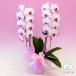 �Ӓ��� BONUS�Ώ� �~�f�B ���� �u�X�C�[�e�B�[�v 2�{���� �摜���t���� �e�헧�D�E���b�s���O�����I �ŒZ������ �֘A�摜1