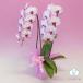 �Ӓ��� BONUS�Ώ� �~�f�B ���� �u�X�C�[�e�B�[�v 2�{���� �摜���t���� �e�헧�D�E���b�s���O�����I �ŒZ������ �֘A�摜2