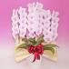 �Ӓ��� BONUS�Ώ�  ��� �X�v�����O�t�F�A���[ 3�{���� ���a���� �J�X�j �J�Əj �V�z�j ��̓� �e��v���[���g���j�� ������ �֘A�摜1