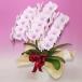 �Ӓ��� BONUS�Ώ�  ��� �X�v�����O�t�F�A���[ 3�{���� ���a���� �J�X�j �J�Əj �V�z�j ��̓� �e��v���[���g���j�� ������ �֘A�摜2